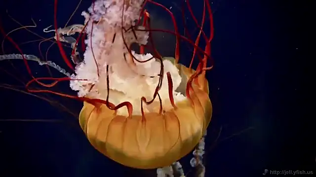 streamy test12 online show from 14, 12, 2025