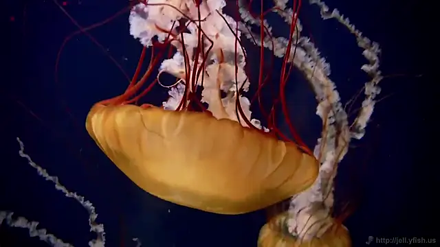 streamy test12 online show from 12, 3, 2026