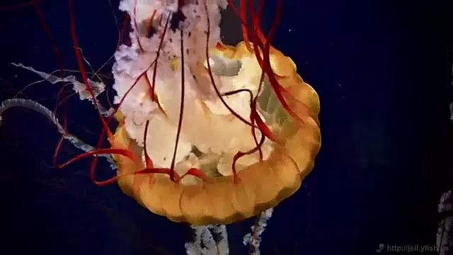 Snapshot of streamy_test13 chatting on 10, 12, 2024 streamy test13 online show from 10, 12, 2024