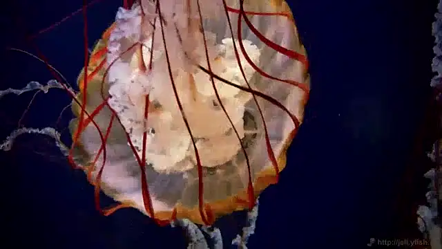 Snapshot of streamy_test13 chatting on 20, 12, 2024 streamy test13 online show from 20, 12, 2024