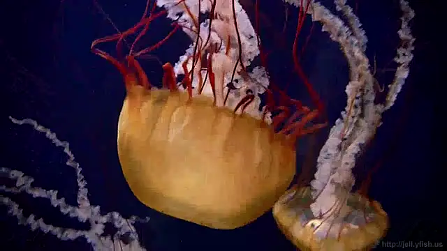 Snapshot of streamy_test13 chatting on 3, 1, 2025 streamy test13 online show from 3, 1, 2025