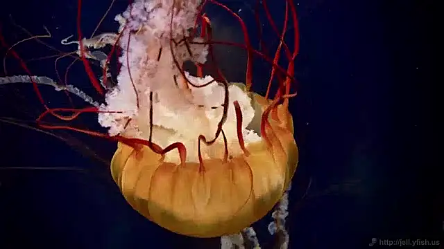 Snapshot of streamy_test15 chatting on 2, 12, 2024 streamy test15 online show from 2, 12, 2024