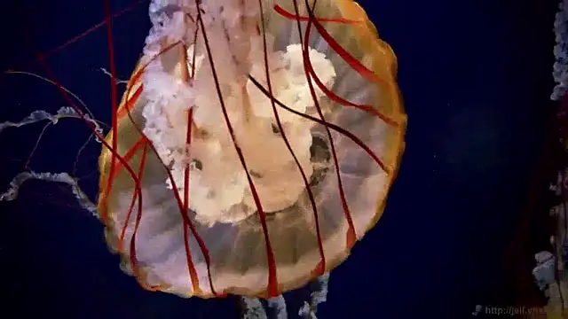 Snapshot of streamy_test15 chatting on 10, 12, 2024 streamy test15 online show from 10, 12, 2024