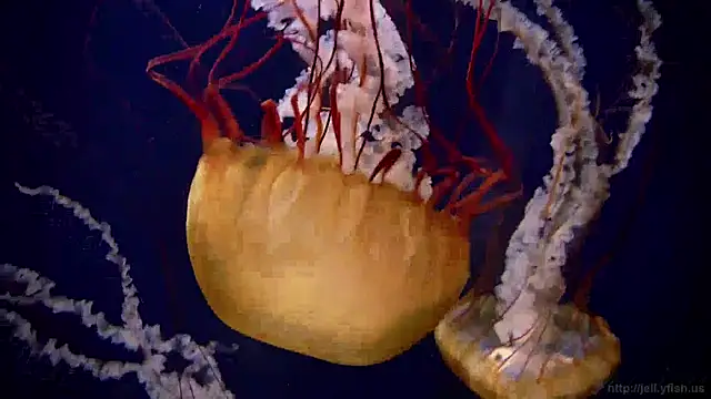 Snapshot of streamy_test15 chatting on 19, 12, 2024 streamy test15 online show from 19, 12, 2024