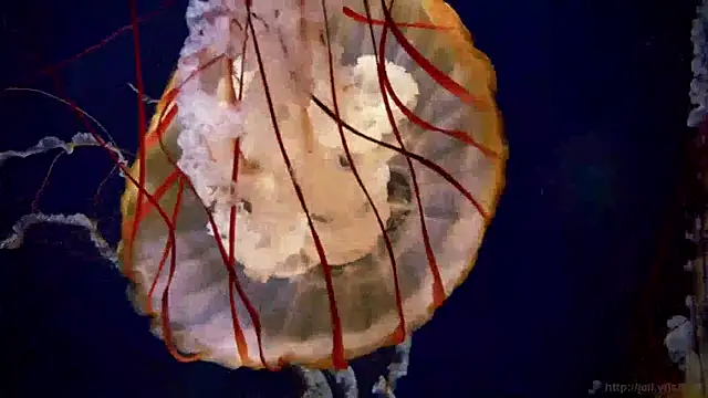 Snapshot of streamy_test15 chatting on 14, 1, 2025 streamy test15 online show from 14, 1, 2025