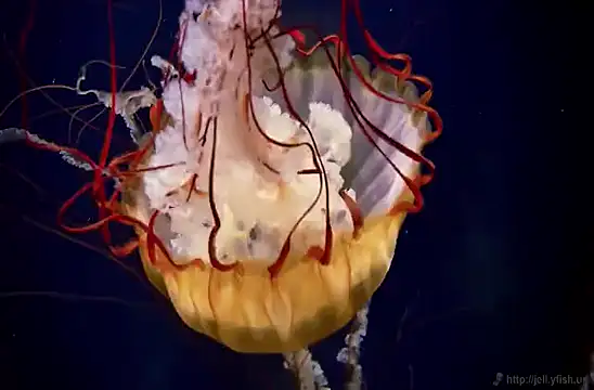 Snapshot of streamy_test15 chatting on 3, 2, 2025 streamy test15 online show from 3, 2, 2025