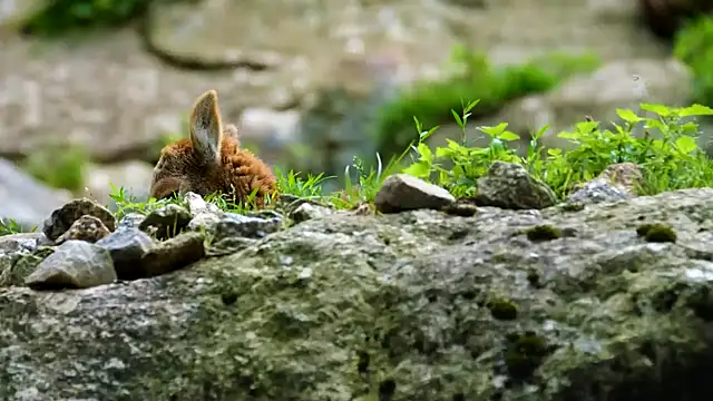 Snapshot of streamy_test15 chatting on 7, 2, 2025 streamy test15 online show from 7, 2, 2025