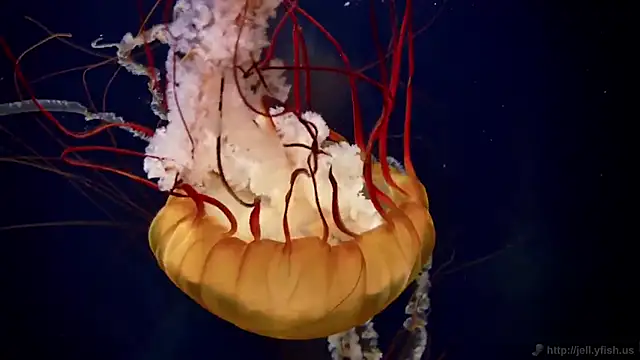 Snapshot of streamy_test15 chatting on 20, 2, 2025 streamy test15 online show from 20, 2, 2025