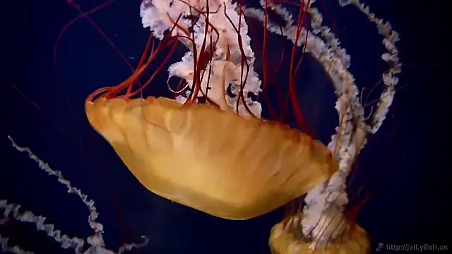 Snapshot of streamy_test15 chatting on 30, 10, 2025 streamy test15 online show from 30, 10, 2025