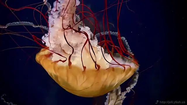 Snapshot of streamy_test15 chatting on 31, 10, 2025 streamy test15 online show from 31, 10, 2025