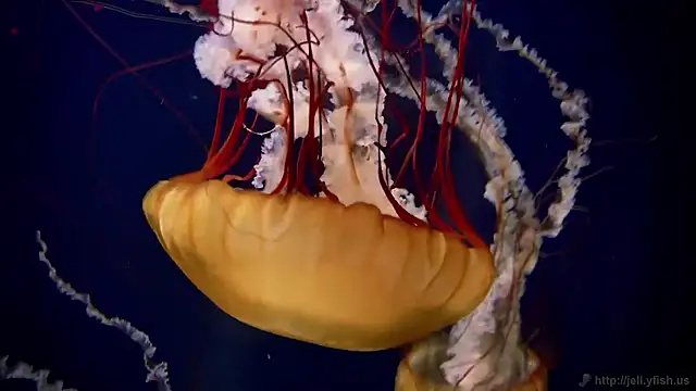 Snapshot of streamy_test15 chatting on 11, 11, 2025 streamy test15 online show from 11, 11, 2025