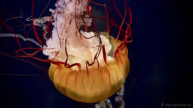 Snapshot of streamy_test15 chatting on 17, 12, 2025 streamy test15 online show from 17, 12, 2025