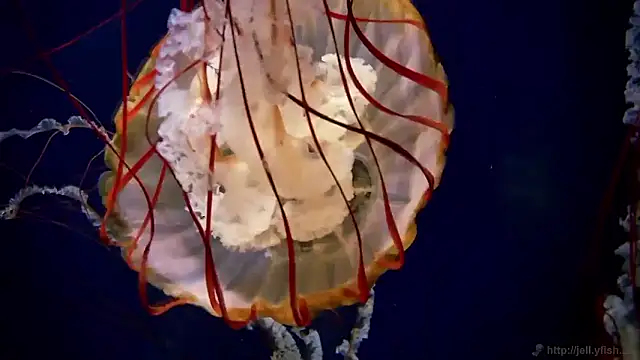 Snapshot of streamy_test15 chatting on 19, 12, 2025 streamy test15 online show from 19, 12, 2025