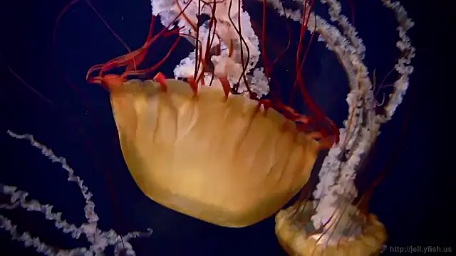 Snapshot of streamy_test15 chatting on 16, 1, 2026 streamy test15 online show from 16, 1, 2026