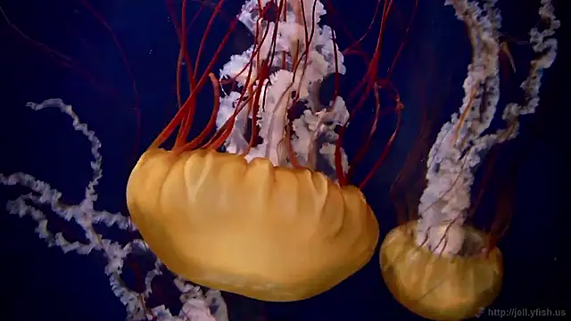 Snapshot of streamy_test15 chatting on 10, 2, 2026 streamy test15 online show from 10, 2, 2026