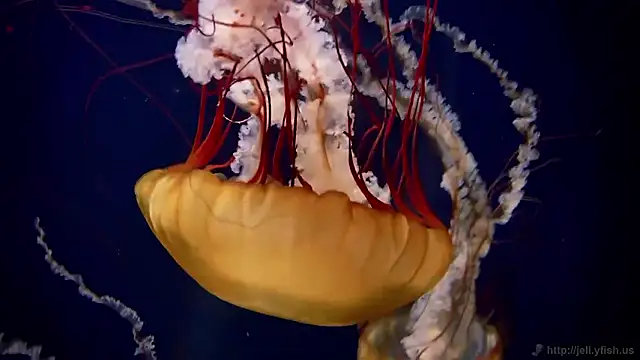 Snapshot of streamy_test15 chatting on 11, 2, 2026 streamy test15 online show from 11, 2, 2026