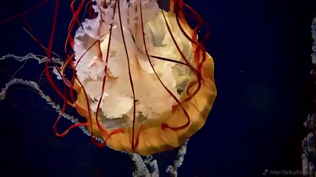 Snapshot of streamy_test15 chatting on 24, 2, 2026 streamy test15 online show from 24, 2, 2026