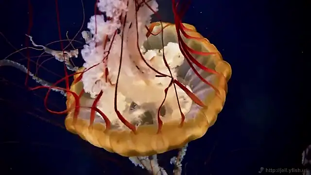 Snapshot of streamy_test15 chatting on 25, 2, 2026 streamy test15 online show from 25, 2, 2026