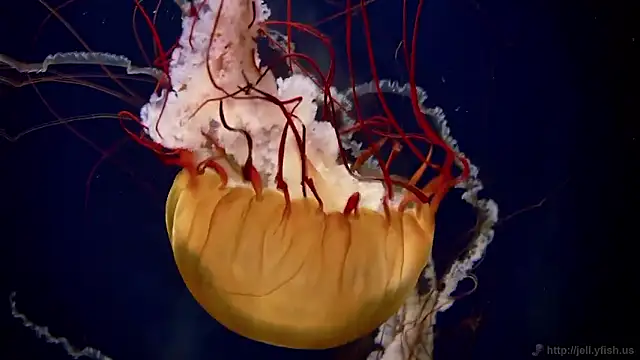 Snapshot of streamy_test15 chatting on 26, 2, 2026 streamy test15 online show from 26, 2, 2026