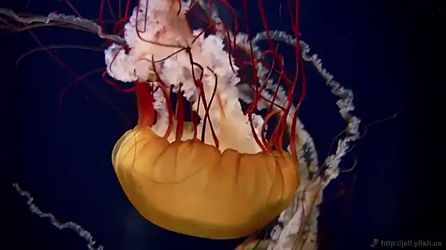 Snapshot of streamy_test15 chatting on 3, 3, 2026 streamy test15 online show from 3, 3, 2026