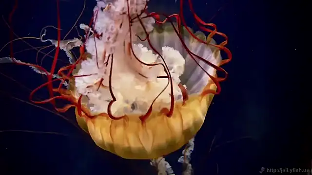 Snapshot of streamy_test15 chatting on 5, 3, 2026 streamy test15 online show from 5, 3, 2026