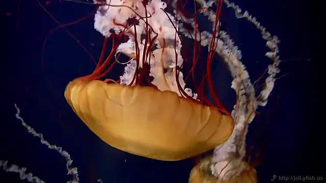 Snapshot of streamy_test15 chatting on 9, 3, 2026 streamy test15 online show from 9, 3, 2026