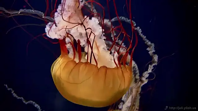 Snapshot of streamy_test15 chatting on 12, 3, 2026 streamy test15 online show from 12, 3, 2026