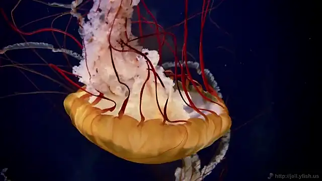 Snapshot of streamy_test15 chatting on 13, 3, 2026 streamy test15 online show from 13, 3, 2026