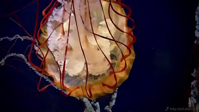 Snapshot of streamy_test15 chatting on 17, 3, 2026 streamy test15 online show from 17, 3, 2026