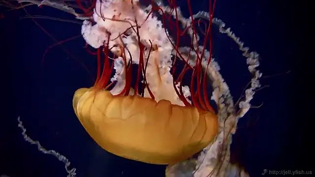 Snapshot of streamy_test15 chatting on 20, 3, 2026 streamy test15 online show from 20, 3, 2026