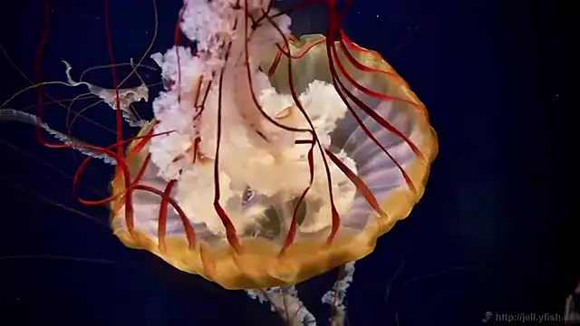 Snapshot of streamy_test15 chatting on 24, 3, 2026 streamy test15 online show from 24, 3, 2026