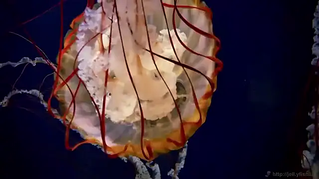 Snapshot of streamy_test15 chatting on 27, 3, 2026 streamy test15 online show from 27, 3, 2026