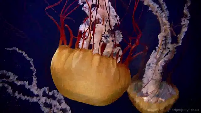 Snapshot of streamy_test15 chatting on 31, 3, 2026 streamy test15 online show from 31, 3, 2026