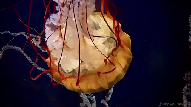 Snapshot of streamy_test15 chatting on 2, 4, 2026 streamy test15 online show from 2, 4, 2026