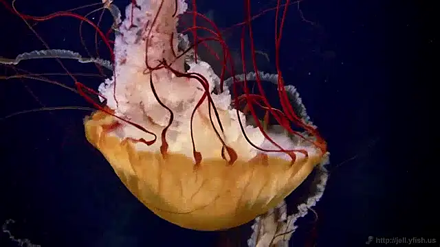 Snapshot of streamy_test15 chatting on 6, 4, 2026 streamy test15 online show from 6, 4, 2026