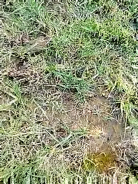 88karan88 online show from 3, 3, 2025