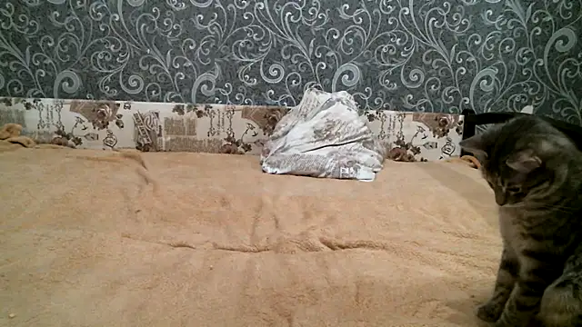 Snapshot of DennisXCaroll chatting on 23, 2, 2025 DennisXCaroll online show from 23, 2, 2025