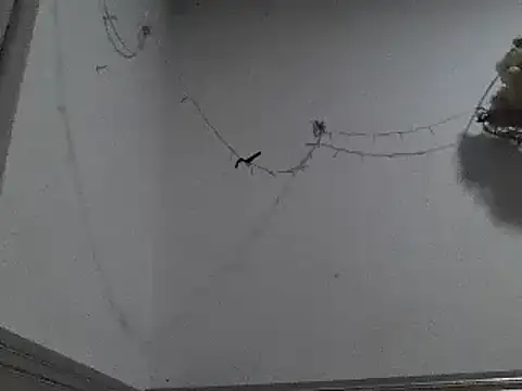 pedrodavid  online show from 8, 12, 2024