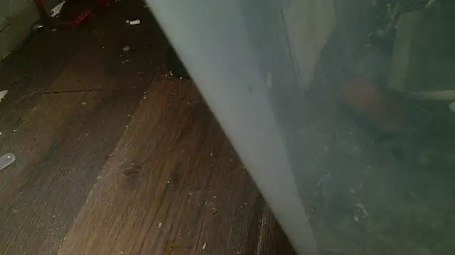 Gigadickman online show from 27, 2, 2025