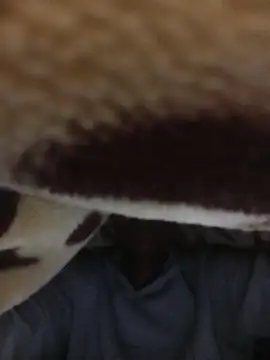 WrongedParvo online show from 23, 11, 2025