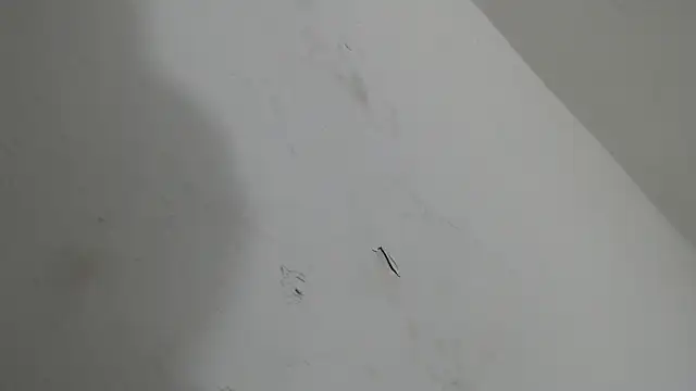 Snapshot of brant_garciabbc chatting on 18, 1, 2026 brant garciabbc online show from 18, 1, 2026