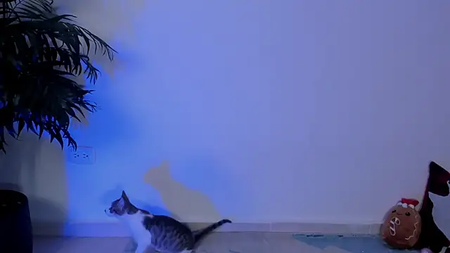 Snapshot of wendymoah chatting on 17, 12, 2024 wendymoah online show from 17, 12, 2024