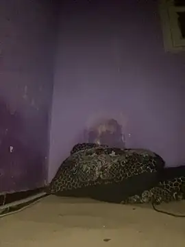 Sexy king4 online show from 12, 7, 2026