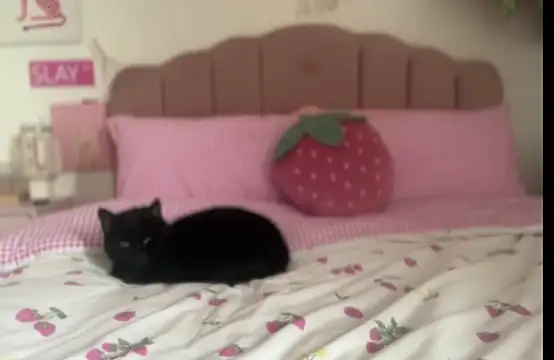 pinkie piexx online show from 14, 2, 2025