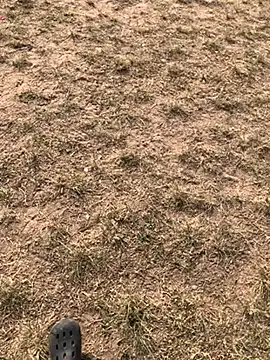 Black mamba madingo online show from 10, 12, 2024