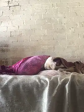 Snapshot of Sweet___Dick chatting on 30, 1, 2025 Sweet Dick online show from 30, 1, 2025