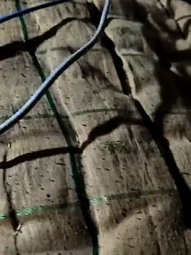 Kolkataboiy online show from 2, 10, 2025