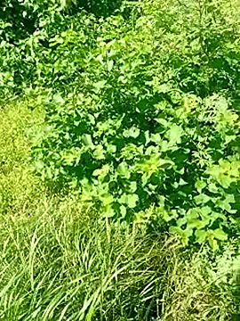 Khaleyssi online show from 2, 3, 2026