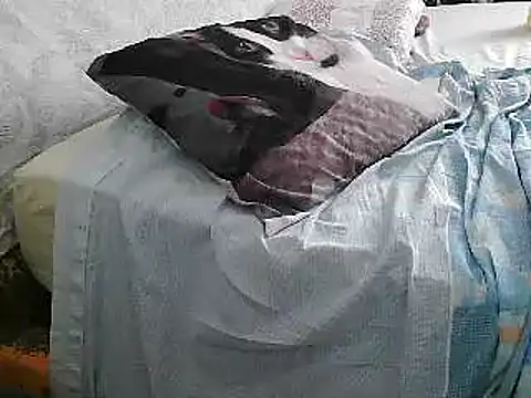 Snapshot of VeneRed chatting on 26, 6, 2026 VeneRed online show from 26, 6, 2026