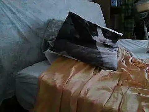 Snapshot of VeneRed chatting on 10, 7, 2026 VeneRed online show from 10, 7, 2026